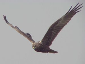 날아가는 개구리매