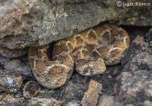 마하라슈트라주 사타라