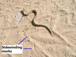 E. carinatus 측면 이동.