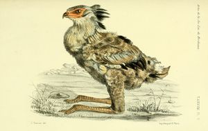 다리가 긴 병아리의 선 그림