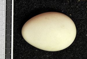 흰올빼미의 알. 독일, 비스바덴 박물관