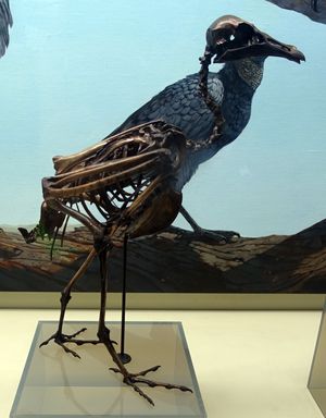 C. occidentalis 화석