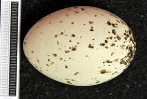 알, 비스바덴 박물관(Museum Wiesbaden) 소장