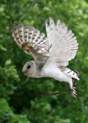 론 파인 코알라 보호구역에서 비행하는 가면올빼미