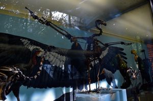 멸종된 종 Gymnogyps amplus의 화석, 라브레아 타르 구덩이에서 발견됨