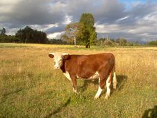 오소르노 밖에서 풀을 뜯는 소