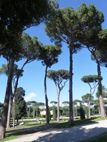 보르게세 공원의 소나무 가로수