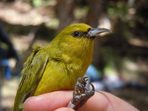 킬라우에아산에 서식하는 많은 조류 중 하나인 아마키히(Chlorodrepanis virens)