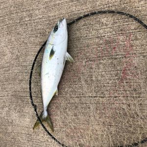 2017년 11월 10일 가시마 항에서 촬영된 방어