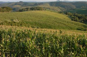 메디아네이라의 옥수수 재배지