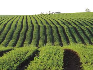 파라나주의 당근 생산