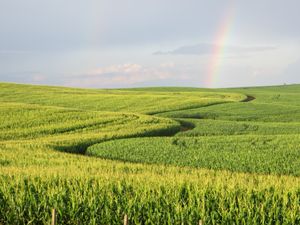 파라나 주의 밀 재배지