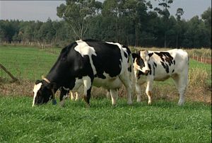 팔메이라의 젖소