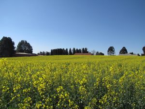 과라푸아바의 유채밭