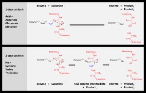 단백질 분해에 사용되는 두 가지 가수분해 메커니즘 비교. 효소는 검은색, 기질 단백질은 빨간색, 물은 파란색으로 표시.