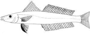 Sillaginopodys chondropus