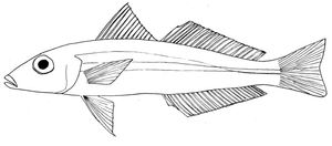 Sillaginops macrolepis