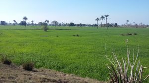 범람원은 바하왈푸르 주변의 대부분의 지역을 형성한다.