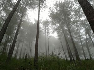 벵게트주의 안개 낀 숲