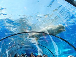 디트로이트 동물원의 북극 생명의 고리