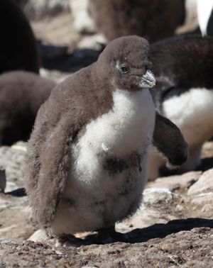 포클랜드 제도의 사우스샌더스 섬에 있는 새끼