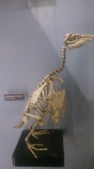 맨체스터 박물관에 있는 바위뛰기펭귄 골격