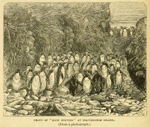 HMS Challenger 호에 탑승한 박물학자가 그린 Inaccessible Island의 북부바위뛰기펭귄