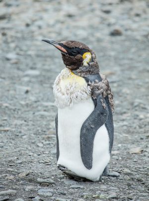 털갈이 중인 황제펭귄, 깃털이 보임