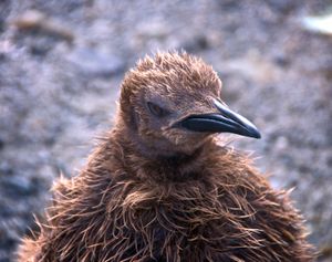 사우스조지아 섬에서 임금펭귄 새끼의 클로즈업