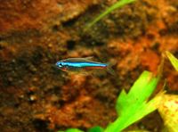 그린 네온 테트라