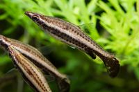 나노브리콘・에퀘스