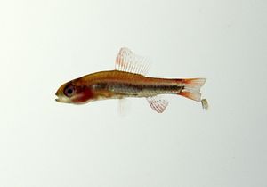 와이츠마니 테트라