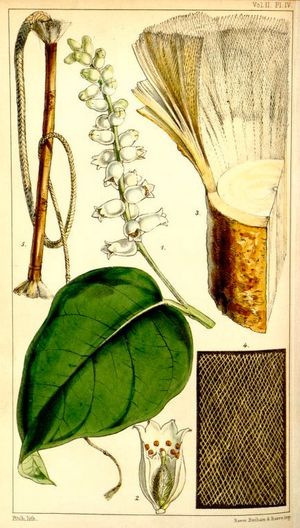 Lagetta lagetto 레이스바크: 섬유로 만들어진 밧줄과 직물의 샘플을 보여주는 식물 삽화.