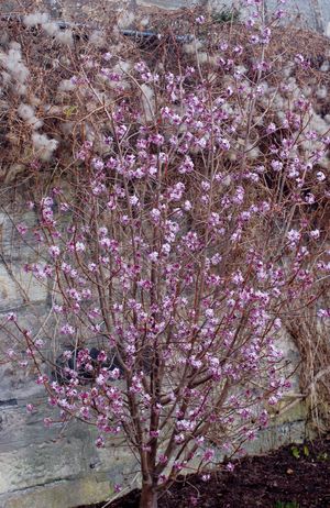 향기가 좋고 관상용으로 가치가 높은 Daphne bholua의 꽃. 이 종은 네팔에서 전통적인 종이 제조에도 사용된다.