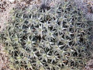 데우테로코니아 로렌치아나