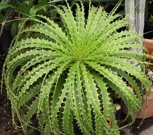 엔콜리리움 호리둠