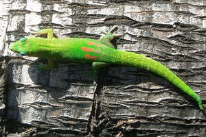 황금먼지 낮도마뱀 (Phelsuma 속) in 카일루아코나, 하와이