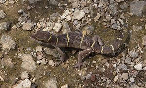 Cyrtodactylus deccanensis