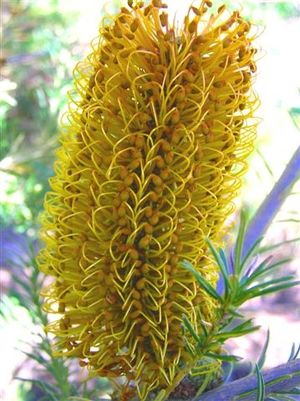 Banksia ericifolia, 노란색 꽃의 개체