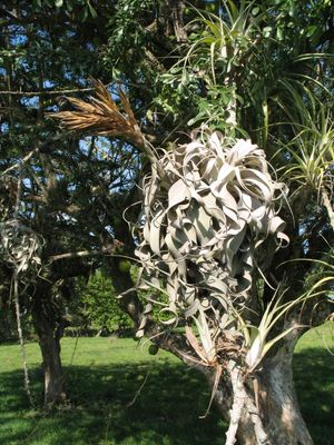 엘살바도르 로스 코바노스 해변 근처의 자연 서식지에서 자라는 틸란드시아 크세로그라피카