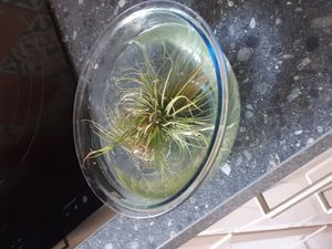 틸란드시아 목욕