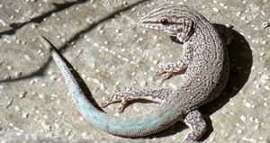 안자 낮도마뱀붙이 (P. gouldi)