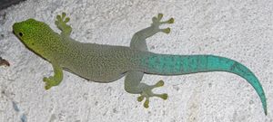 스탠딩 낮도마뱀붙이 (P. standingi)