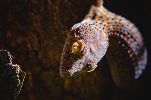 필리핀 카가얀데오로에서 햇볕을 쬐기 위해 은신처에서 나온 토케이 게코