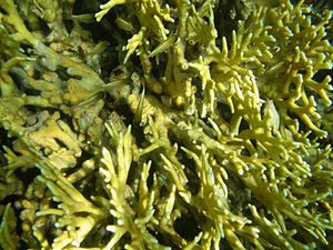 불가사리는 한때 별도의 목으로 여겨졌었다. 사실 이들은 수모충류의 한 과이다.