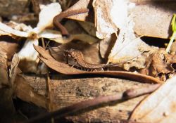 일본의 돌좀 종류. 복부에도 부속지가 확인된다