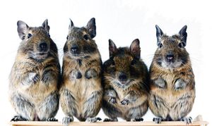 데구는 특징적인 털 색깔을 가지고 있다.