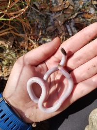 플로리다지렁이도마뱀