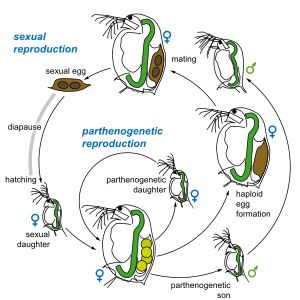 물벼룩 Daphnia magna의 순환적 처녀생식