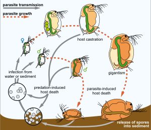 물벼룩 Daphnia magna의 세균 기생충 Pasteuria ramosa의 생활사